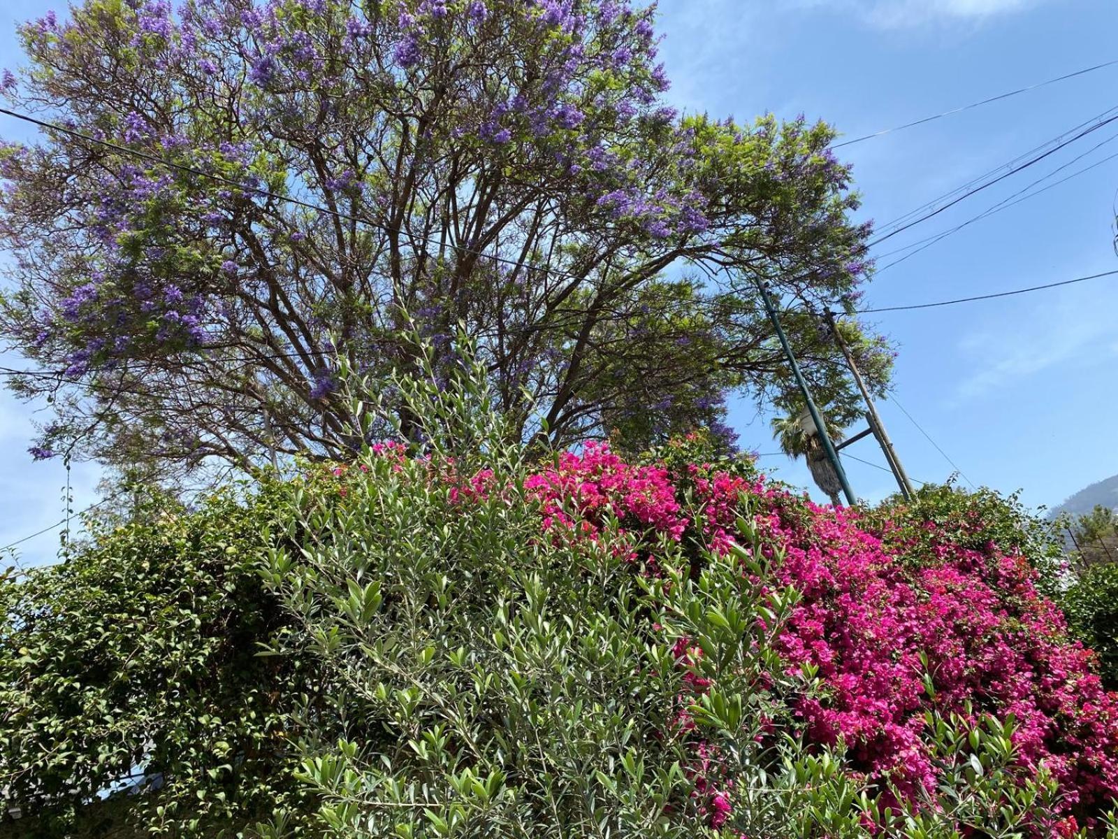 Feriehus Casa Buganvilia Funchal (Madeira)